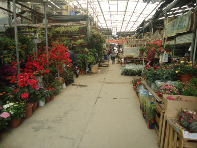 花鳥市場短信營銷案例 花鳥市場短信營銷案例